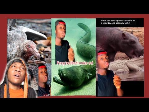 Casual Geographic | Even the Babies Have No Respect: REACTION