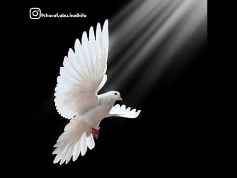 نشيد حم ام يا اللي فوق الأغصان غن ى حالات واتس أب