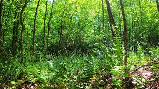 Bird Sounds in a Beautiful Green Forest for Relaxation