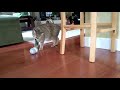 Layla, the playful Pixiebob cat の動画、YouTube動画。