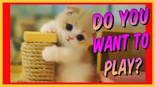 Try Not To Laugh Animals - Funny Cats Videos 2020 - Funniest Clean Vines Compilation