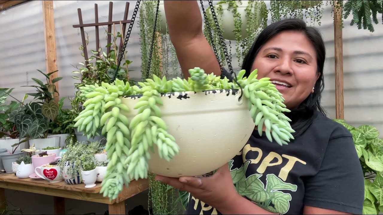 Porque se muere el sedum burrito? | Cuidados y fácil propagación