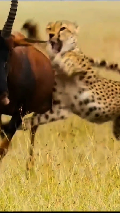 The speed of a cheetah is unbeatable🔥🥶 (Credit : https://vt.tiktok.com/ZSBmN9BLu/)