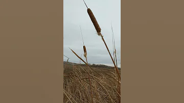 Это НЕ  камыш, а РОГОЗ!
