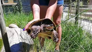 Mescoules (24) :  la tortue carnivore découverte dans un parc près du canal du Midi