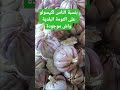 بنسبة الناس لكيسولو على الثومة البلدية واش موجودة شحال من واحد كيبيع الثومة إسبانيا علا أساس البلدية