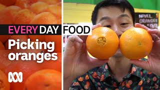 How to pick a juicy orange | Everyday Food | ABC Australia