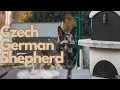 The Czech German Shepherd