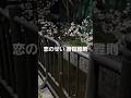 「恋のせい/音田雅則」#恋のせい #音田雅則 #大阪
