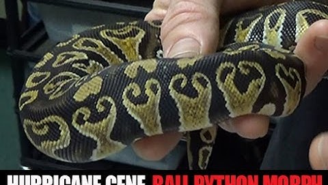 Holy Hurricane! New Ball Python Morph Revealed