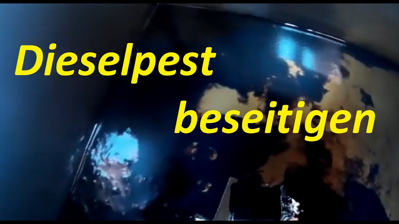 Der Dieselpest ins Aug geschaut