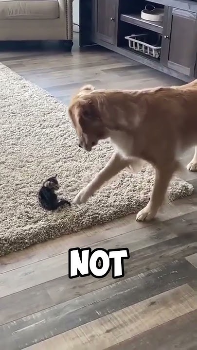 Adorable Showdown: Dog vs. Kitten! - YouTube