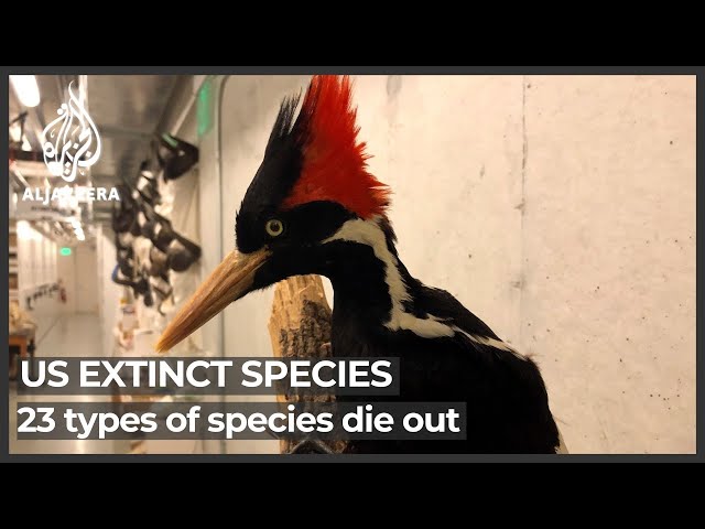 Some Species of Fish - Detective & Tiger