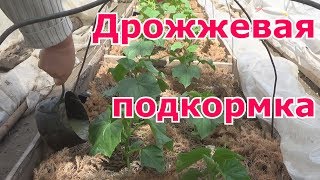видео Чем подкормить помидоры для роста в открытом грунте