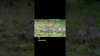 Breakfast With A Wolf - Living In The Ontario Wilderness