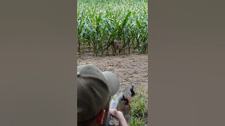 So many coyotes! #hunting #animals #coyote #wildanimals #wildlife #outdoors #nature #puppy