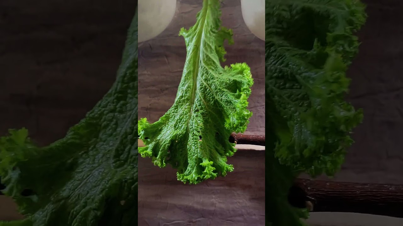 💃😂 💃Cute Parakeets Eating Veggies 