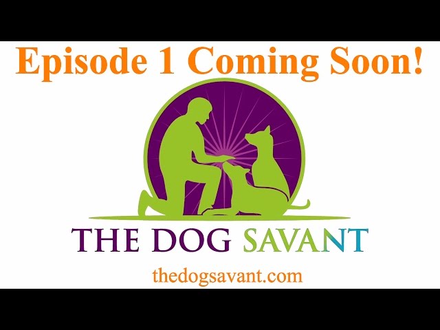 Dog Training Equipment ⋆ The Dog Savant