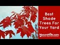 Top 5 best shade trees for your yard  naturehillscom