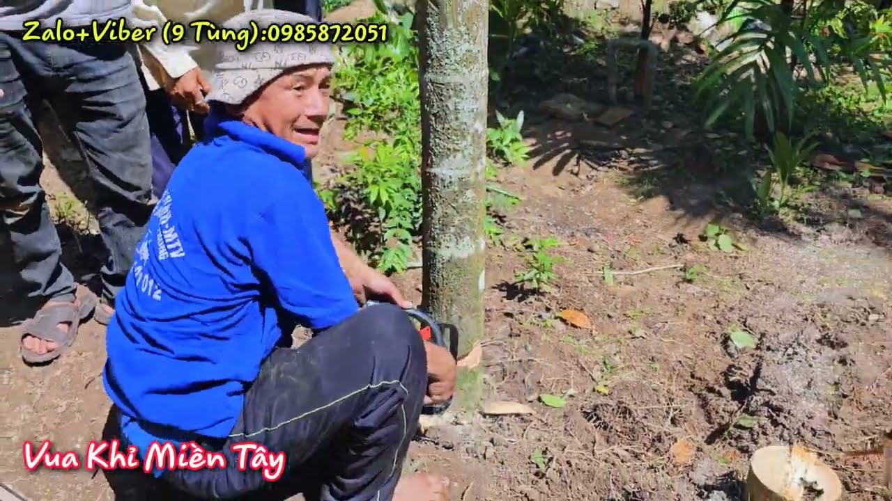 Hồi hộp !!! Vua Khỉ cùng đồng nghiệp cưa hạ 17 cây Cau ăn Trầu và 1 cây Dừa.