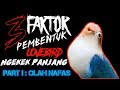 Cara Memaster Lovebird Agar Ngekek Panjang Cara Paling Efisien Mp3 - Mp4 Download
