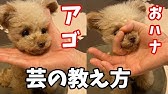 犬のしつけ バーンの教え方 Youtube 犬のしつけ バーンの教え方 Youtube