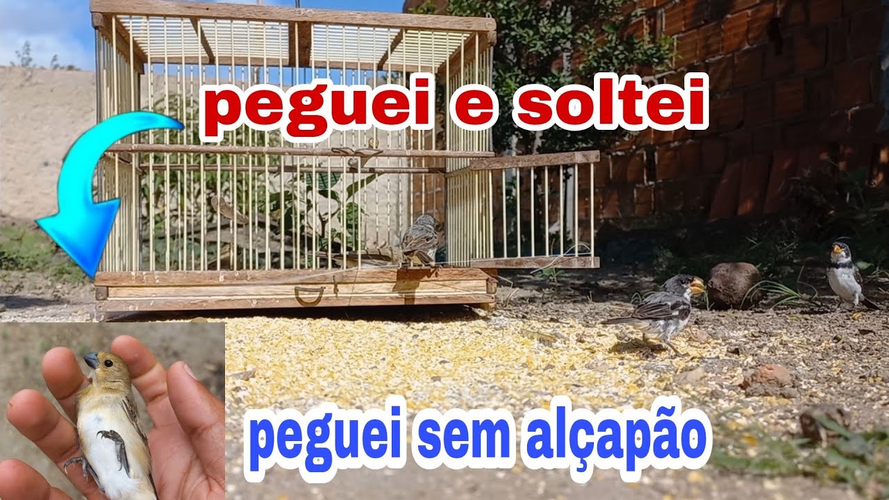 pegando pássaros sem alçapão.