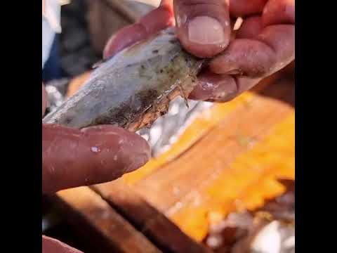 أخطر شوكة في جسم سمكة السيجان