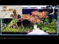How To Make A Bonsai for Aquarium - Aquascape