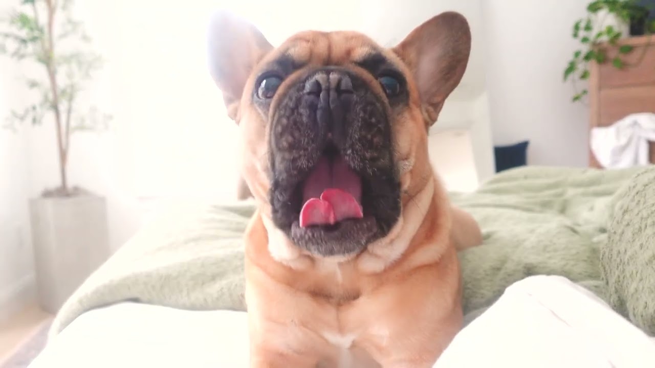 Roman & Titus - December Week - Tuesday Night & Wednesday Morning