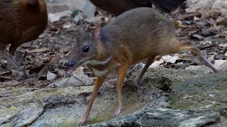 LESSER MOUSE DEER, Thailand