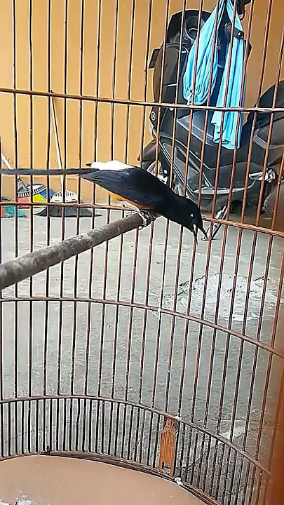 MURAI BATU TEMBAKAN SADIS