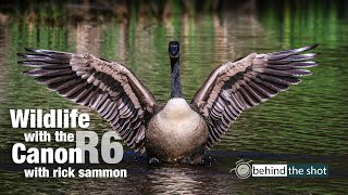 Photographing Wildlife with the Canon EOS R6 with Canon Explorer of Light Rick Sammon