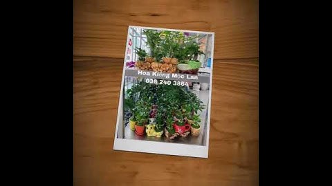 Chuyên bán sỉ cây may mắn tài lộc gửi hàng toàn quốc