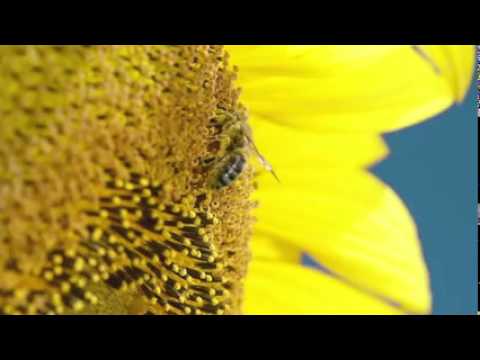 Bee Venom Cosmetics