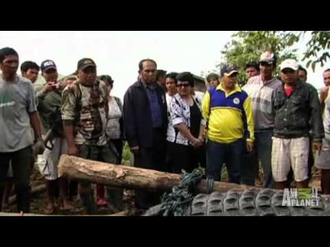 GIANT Croc Captured | Man-Eating Super Croc