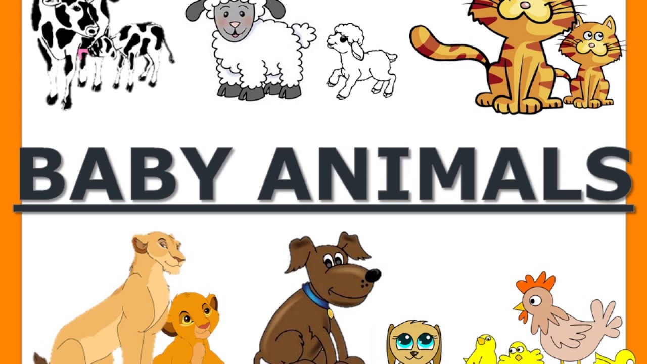 BABY ANIMALS|| HOW TO TEACH A CHILD ABOUT BABY ANIMALS|| PRESCHOOL AND  KINDERGARTEN - YouTube