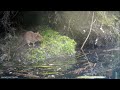 Musaraigne crossope belette : capture d&#39;un campagnol ! couleuvre.... water shrew weasel  JChevallier