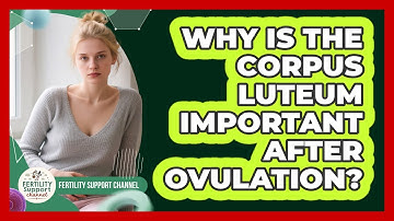 Why Is The Corpus Luteum Important After Ovulation? - Fertility Support Channel