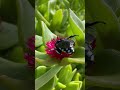 Cuckoo Bees are Free Loaders !!