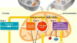Cellular Respiration Overview