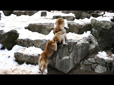 ニホンザルの動画のサムネイル