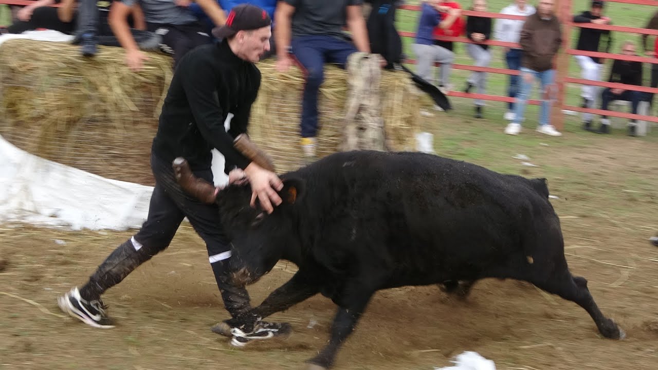 PIGNAN JOURNEE TAURINE A LA MANADE DE LA FALAQUE 29/10/23