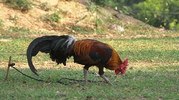 Qaib qua tog zoo เสียงขันลูกคอกริ้งดีมากๆ