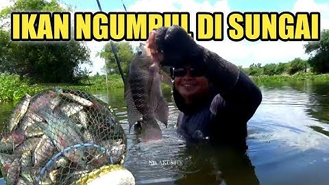 UNTEL UNTELAN❗IKAN NGUMPUL DI SUNGAI || Mancing di Rawa Manyar Lamongan