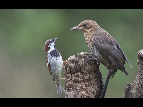 15. Птицы. Часть 1