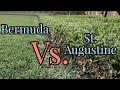 Bermudagrass vs St.  Augustinegrass | Warm Season Turf