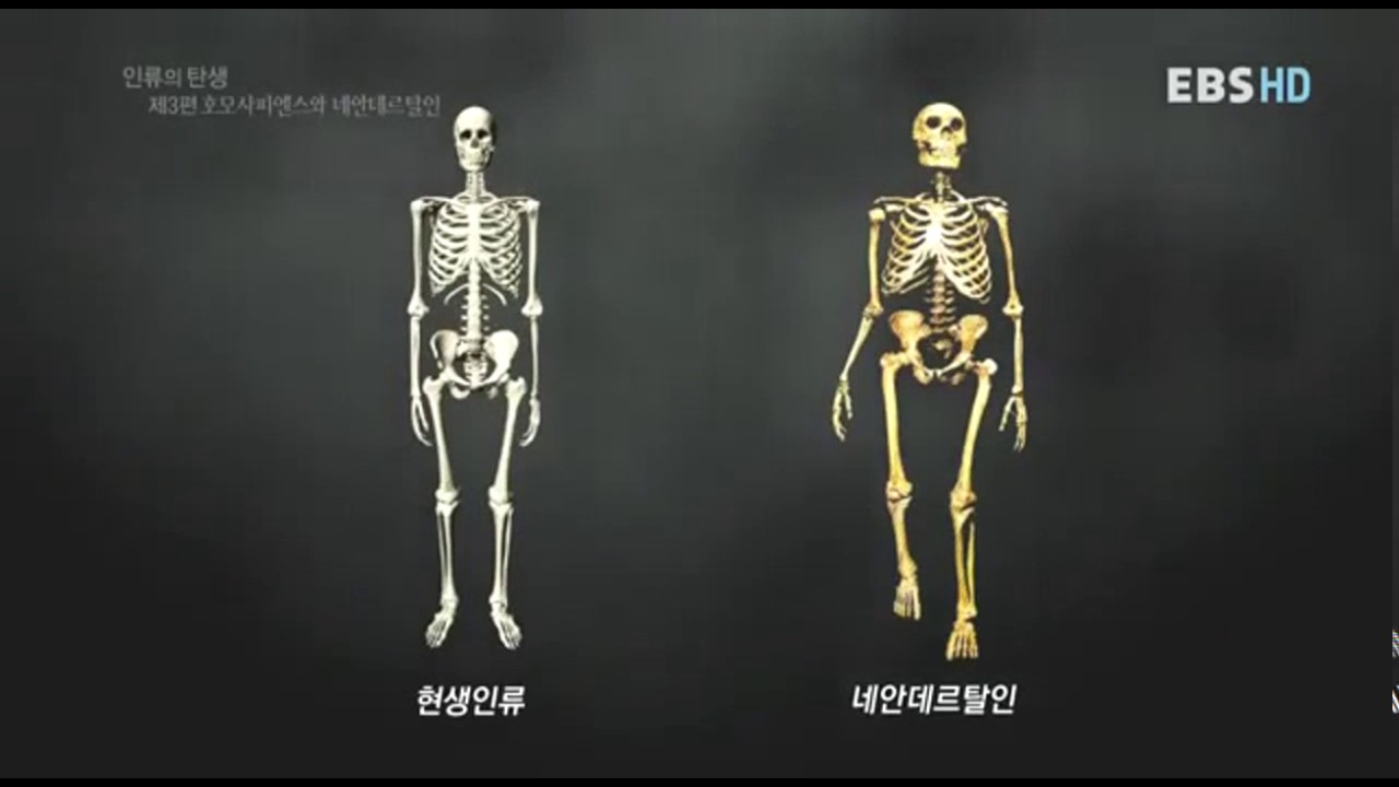 HD 다큐멘터리 인류의탄생3편호모사피엔스와 네안데르탈인