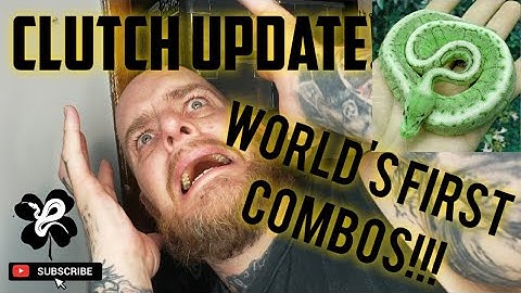 CLUTCH UPDATE!! Worlds First Ball Python Combos!