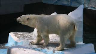 Медвежатам нравится прыгать с айсберга и друг на друга 16.05.2024